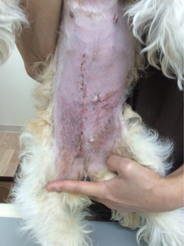 乳腺腫瘍切除術｜高齢犬の手術 | あおばペットクリニック｜横浜市青葉 